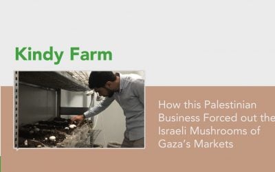 How this Palestinian Business Forced out the Israeli Mushrooms of Gaza’s Markets